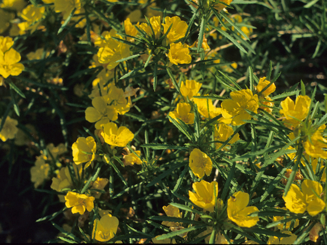 Calylophus serrulatus (Yellow sundrops) #21709