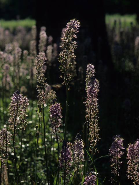 Camassia scilloides (Atlantic camas) #21721