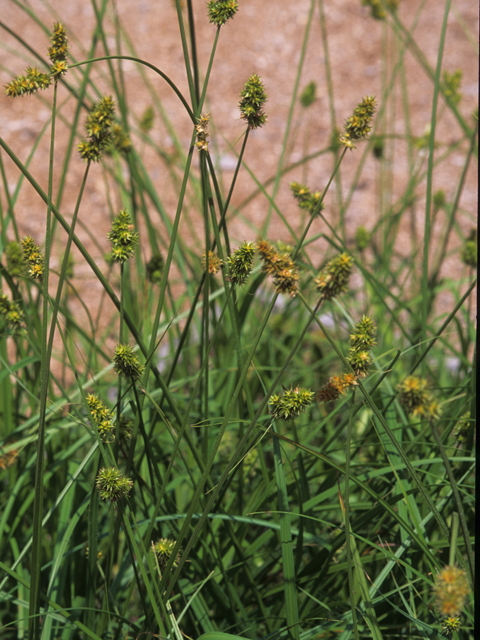 Carex annectens (Yellowfruit sedge) #21745