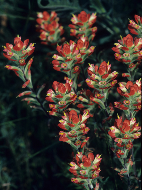 Castilleja indivisa (Texas indian paintbrush) #21800