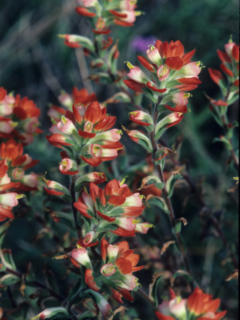 Castilleja indivisa (Texas indian paintbrush) #21801