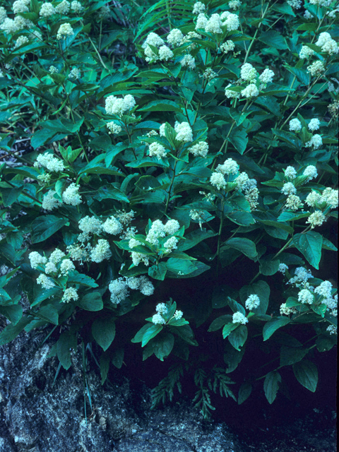 Ceanothus americanus (New jersey tea) #21823