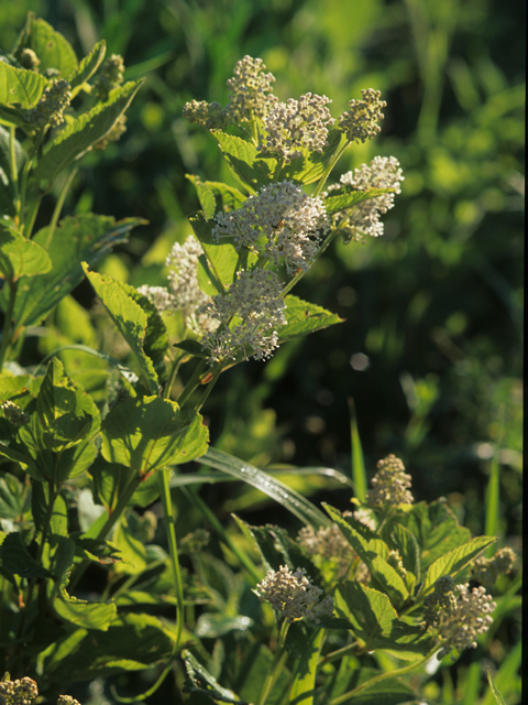 Ceanothus americanus (New jersey tea) #21826