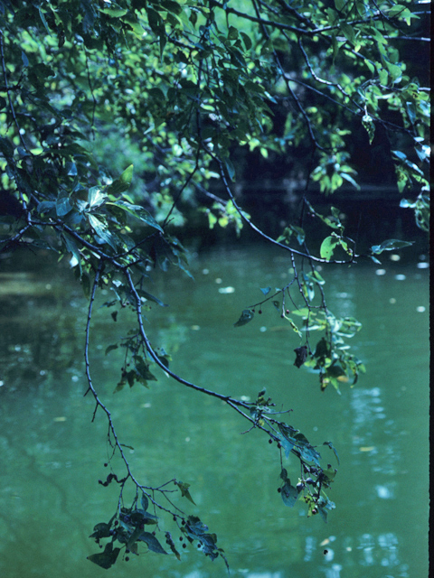 Celtis laevigata (Sugar hackberry) #21839