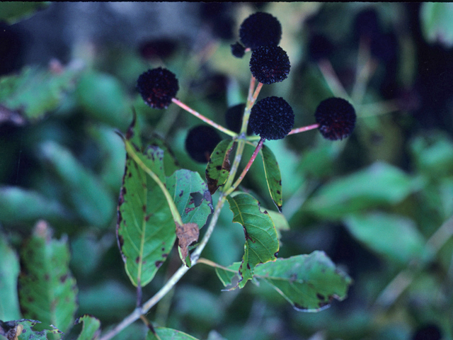 Cephalanthus occidentalis (Common buttonbush) #21855