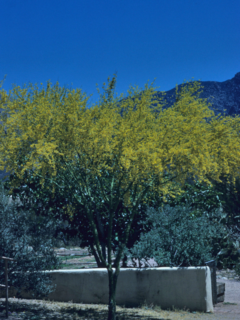 Parkinsonia florida (Blue paloverde) #21862