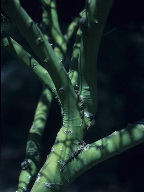 Parkinsonia florida (Blue paloverde) #21865