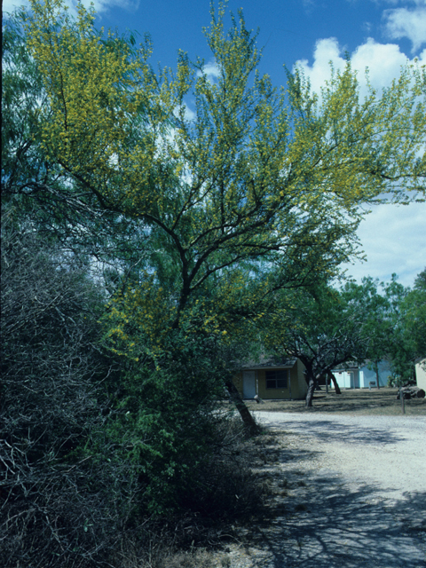 Parkinsonia texana var. macra (Texas paloverde) #21867