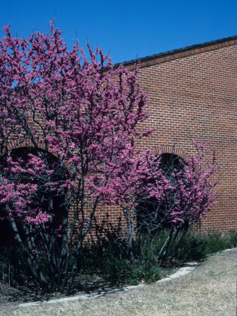 Cercis canadensis var. texensis (Texas redbud) #21884