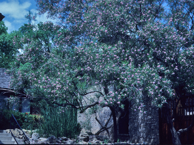 Chilopsis linearis (Desert willow) #21920