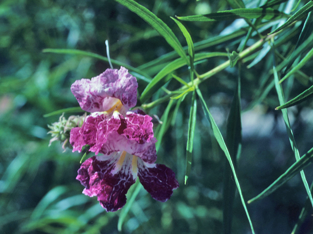 Chilopsis linearis (Desert willow) #21929