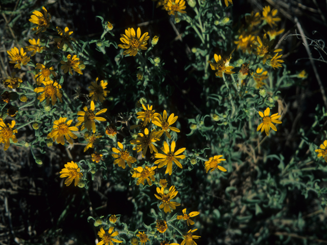 Heterotheca camporum var. camporum (Lemonyellow false goldenaster) #21960