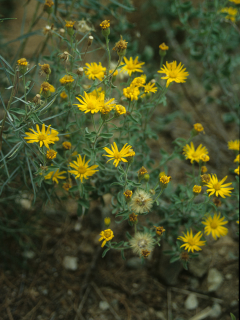 Heterotheca camporum var. camporum (Lemonyellow false goldenaster) #21961