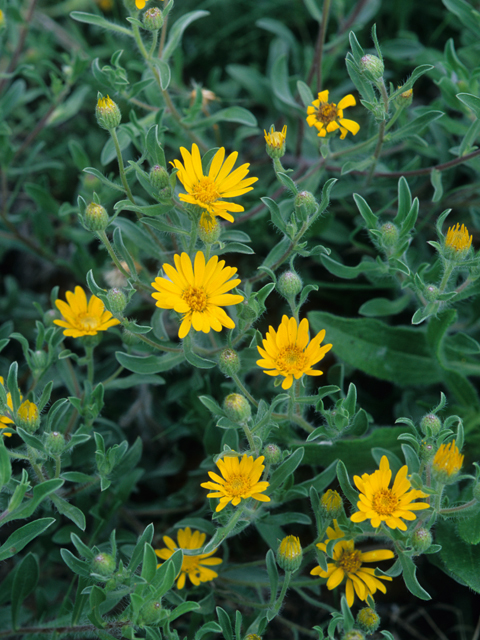 Heterotheca camporum var. camporum (Lemonyellow false goldenaster) #21962