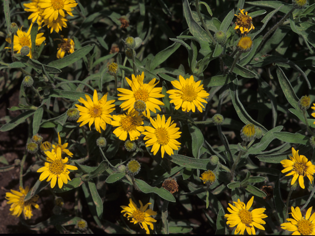 Heterotheca camporum var. camporum (Lemonyellow false goldenaster) #21963