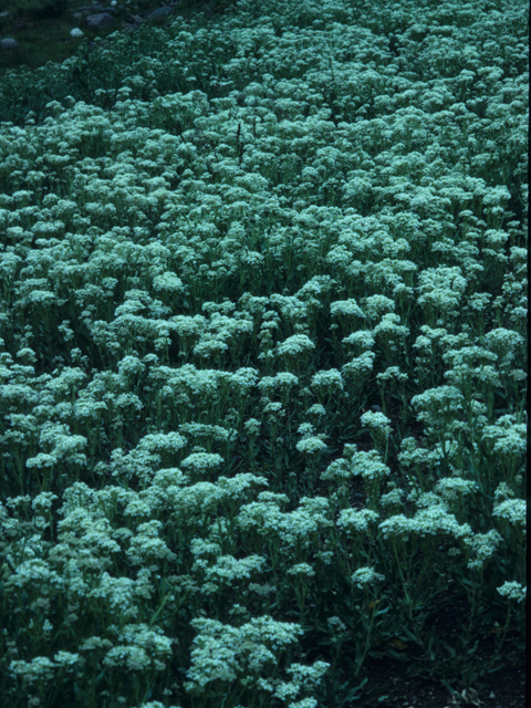 Comandra umbellata (Bastard toadflax) #21997