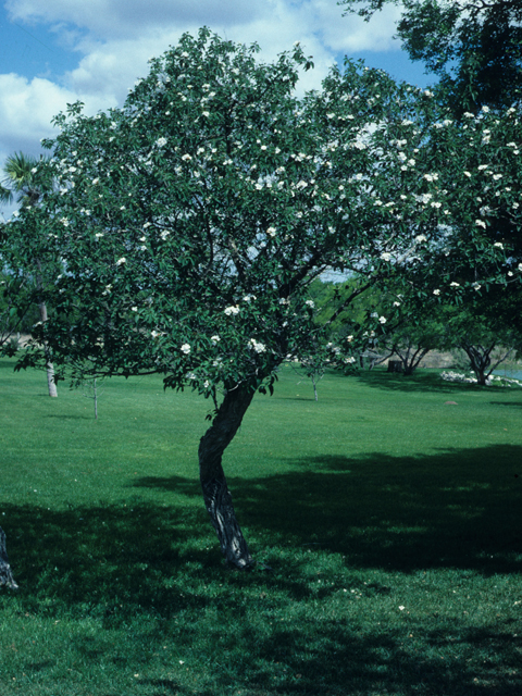 Cordia boissieri (Mexican olive) #22022