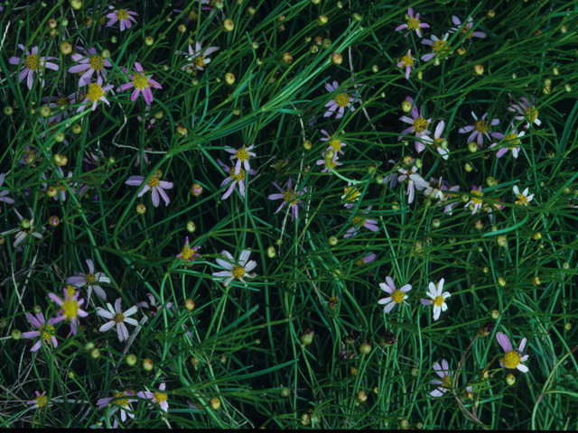 Coreopsis rosea (Pink tickseed) #22045