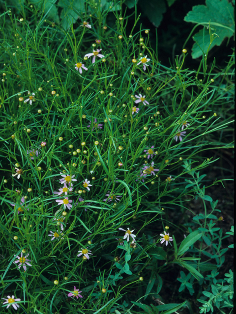 Coreopsis rosea (Pink tickseed) #22046