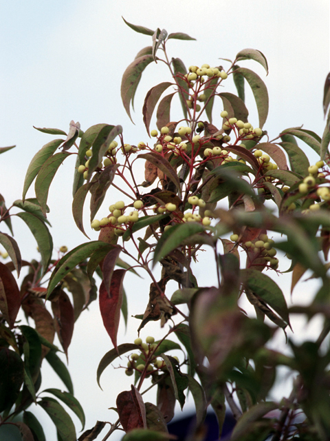 Cornus drummondii (Roughleaf dogwood) #22064