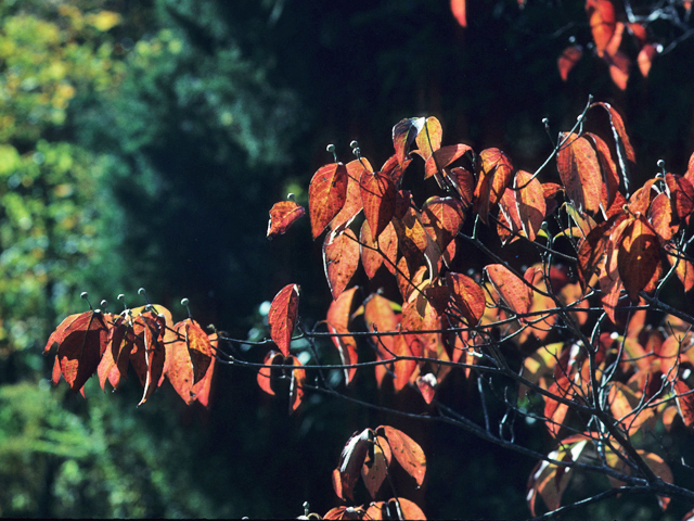 Cornus florida (Flowering dogwood) #22084