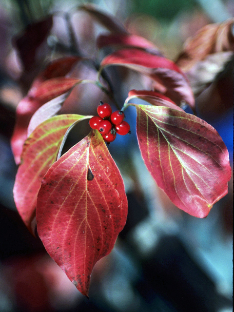 Cornus florida (Flowering dogwood) #22087