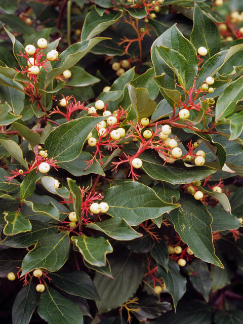 Cornus racemosa (Gray dogwood) #22090