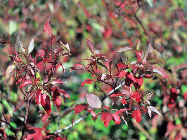 Cornus sericea (Red osier dogwood) #22092