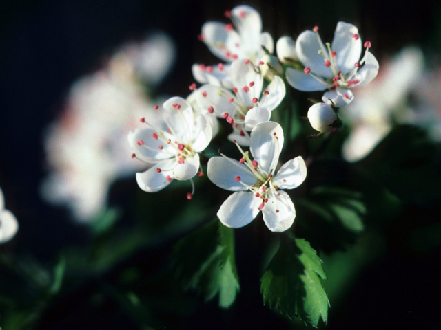 Crataegus marshallii (Parsley hawthorn) #22123