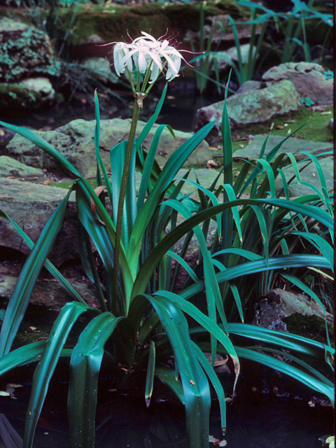 Crinum americanum (American crinum lily) #22142