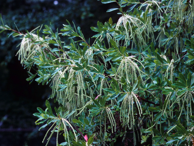 Cyrilla racemiflora (Titi) #22166