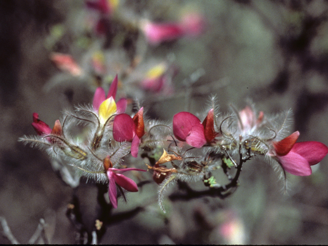 Dalea formosa (Featherplume) #22180