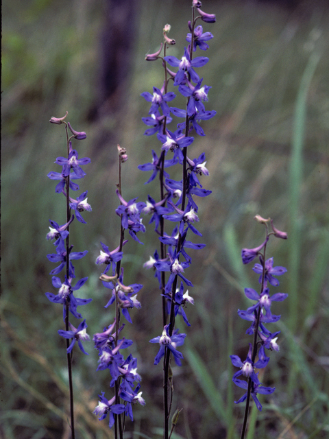 Delphinium carolinianum (Prairie larkspur) #22193