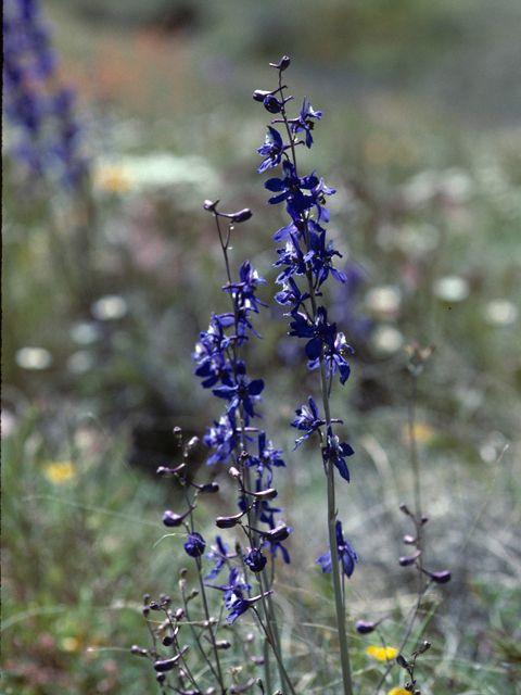 Delphinium scaposum (Tall mountain larkspur) #22197