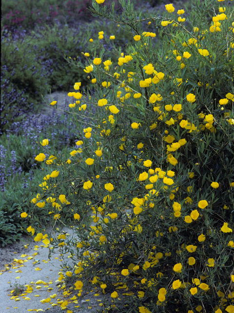 Dendromecon rigida (Tree poppy) #22200