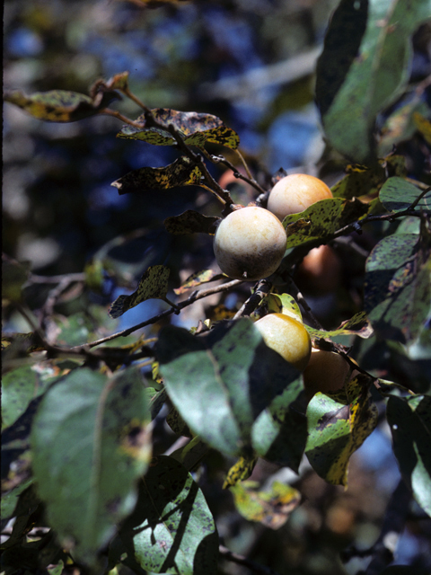 Diospyros virginiana (Common persimmon) #22233