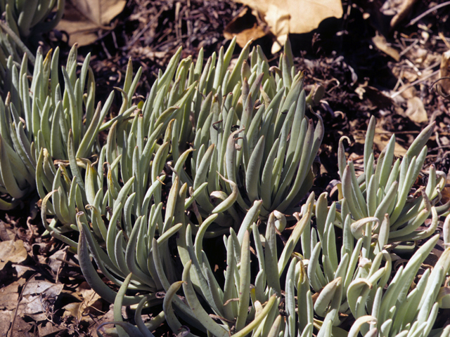 Dudleya virens ssp. hassei (Bright green dudleya) #22246