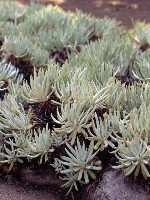 Dudleya virens ssp. hassei (Bright green dudleya) #22247