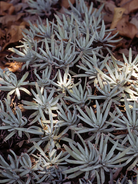 Dudleya virens ssp. hassei (Bright green dudleya) #22248