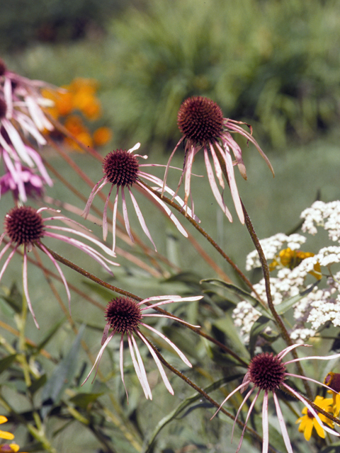 Echinacea pallida (Pale purple coneflower) #22258