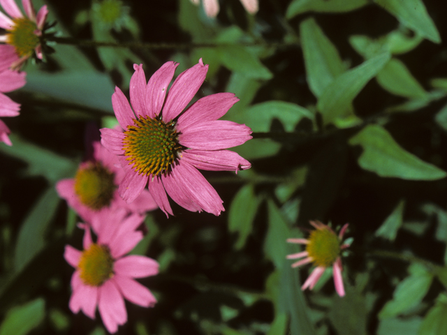 Echinacea purpurea (Eastern purple coneflower) #22269