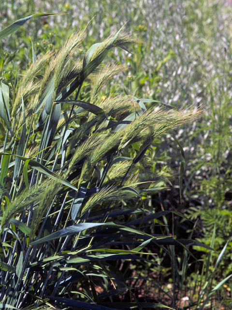 Elymus canadensis (Canada wild rye) #22287