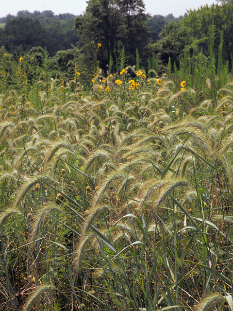 Elymus villosus (Hairy wildrye) #22293