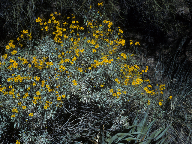 Encelia farinosa (Brittlebush) #22299