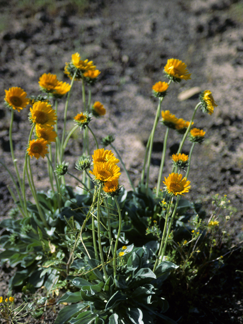 Enceliopsis covillei (Panamint daisy) #22302