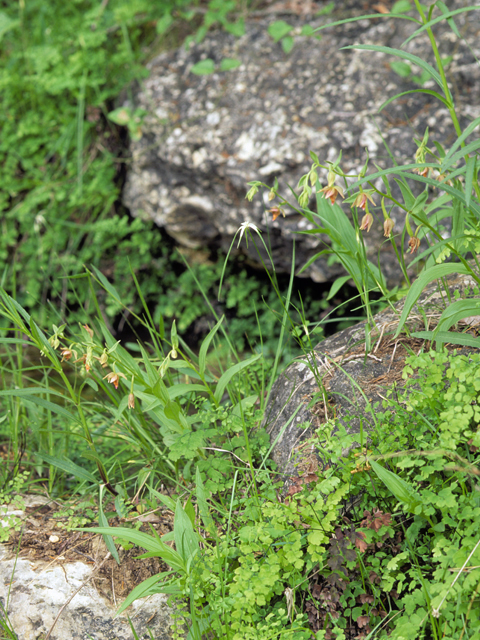 Epipactis gigantea (Stream orchid) #22327