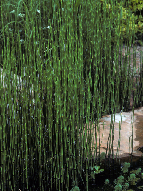 Equisetum hyemale (Scouring-rush horsetail) #22339