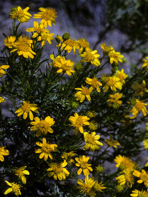 Ericameria linearifolia (Narrowleaf goldenbush) #22345