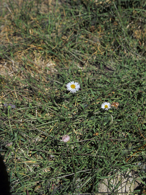 Erigeron colomexicanus (Running fleabane) #22359