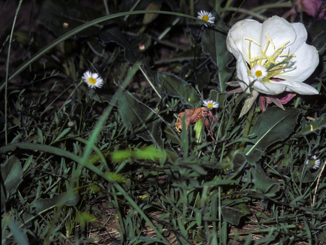 Erigeron colomexicanus (Running fleabane) #22360